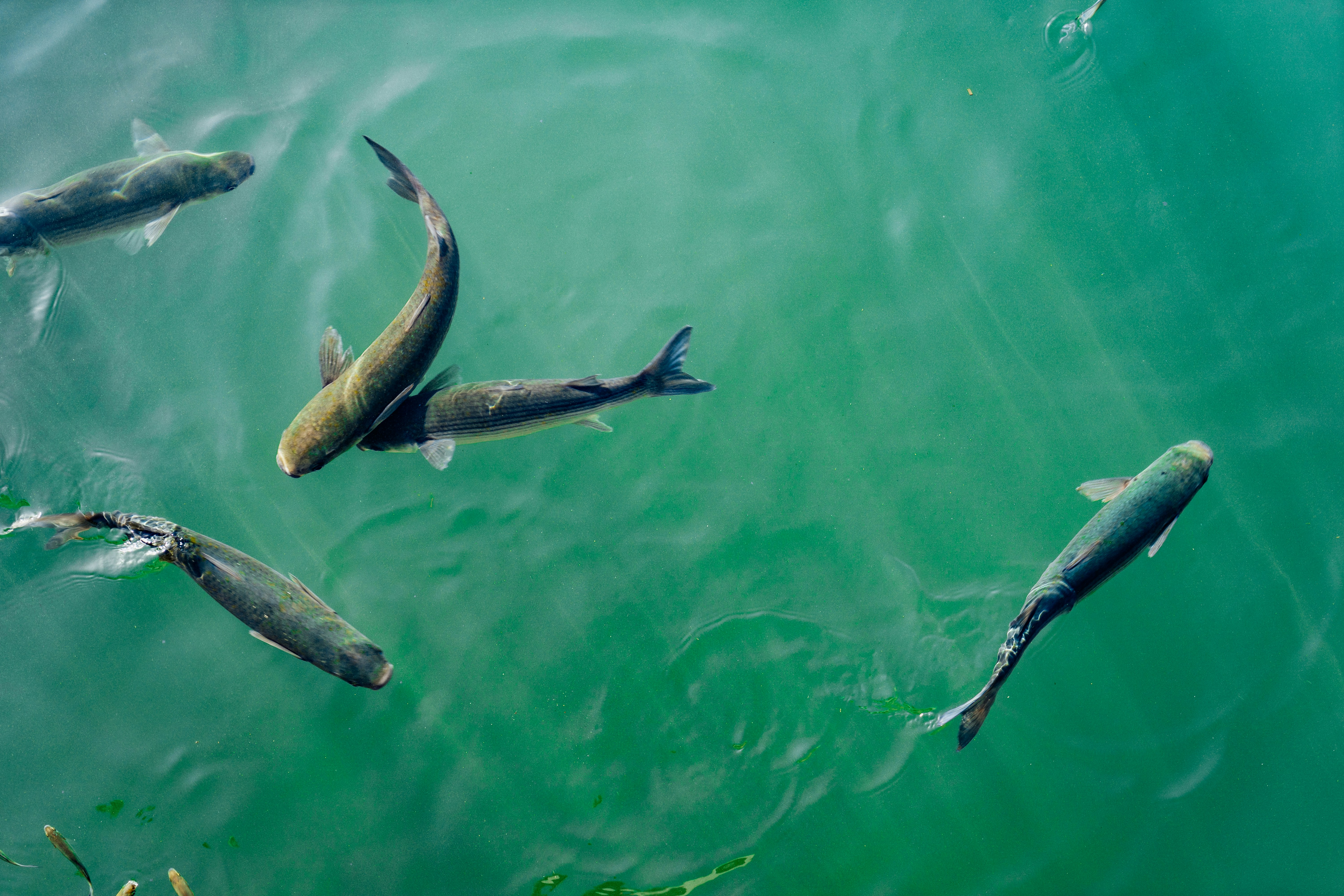 Fish swimming in turquoise water